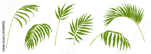 Palm leaves. Set of tropical plants isolated on white background. Simple vector elements for your design.