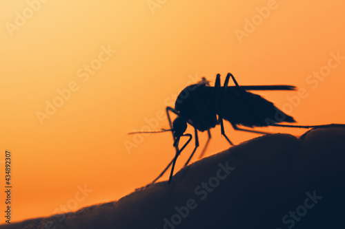 mosquito on the human skin