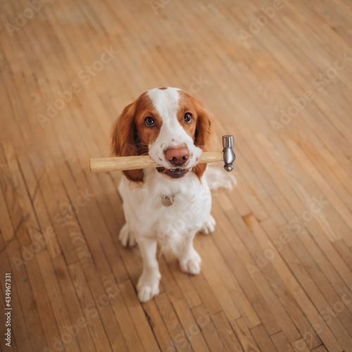 Russian spaniel holding a hummer