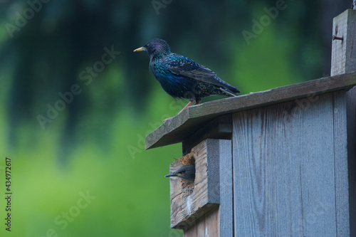 Sturnus vulgaris