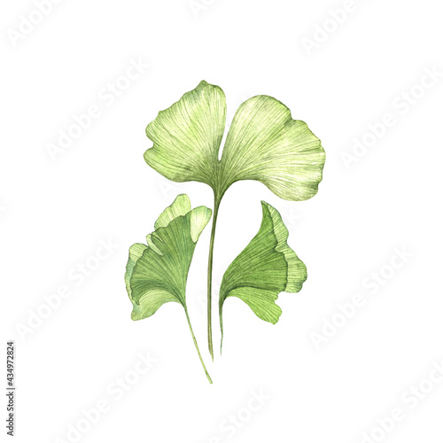Watercolor painted illustration of Ginkgo Biloba branch with seeds. Transparent leaves isolated.