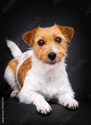 dog breed jack russell lies on a black background