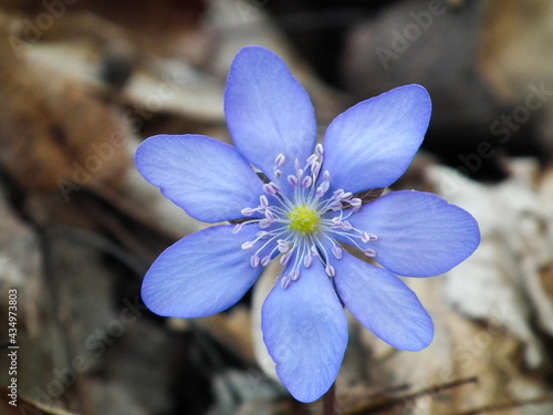  Przylaszczka pospolita (hepatica nobilis) niebieski kwiat.