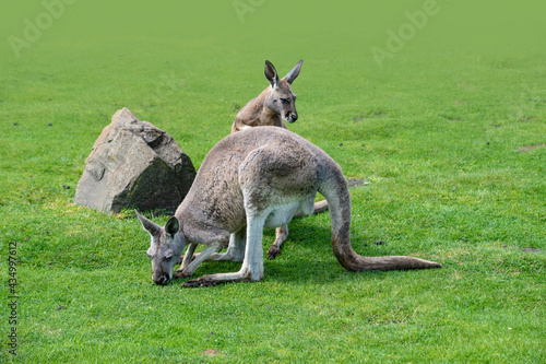 Macropus giganteus - Eastern Grey Kangaroo marsupial found in eastern third of Australia, also known as the great grey kangaroo and the forester kangaroo. Two - pair of kangaroos in the grass