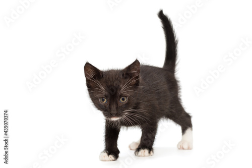 Small black kitten with white spots