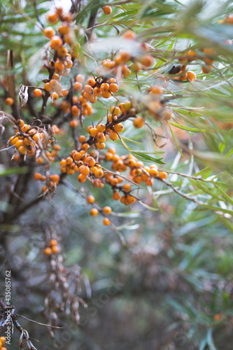 owoce rokitnika (Hippophae rhamnoides)