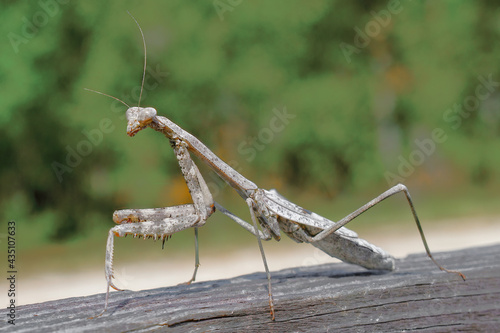 Large grey female carolina mantis - Stagmomantis carolina - walking on wooden fence board with spiny legs, antennae, eye, head and mouth detail