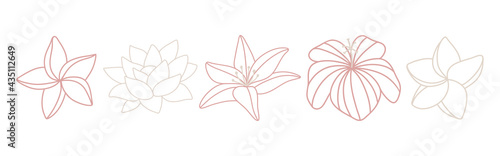 Set of delicate tropical flowers in line art style. Plumeria, lotus, lili, hibiscus. Set of elegant hand drawn flowers. Outline