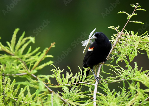 blackbird eating dragonfly