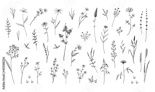 Wild flowers. Hand drawn field blooming herbs with leaves or stems. Black and white doodle blossom. Decorative floral elements set. Botanical herbarium sketch. Vector nature background