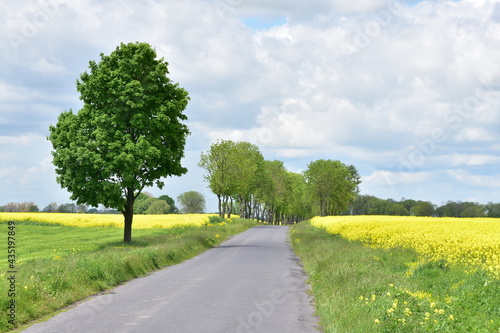 Pola rzepaków, łąki, kwiaty, zieleń, żółte łany na polach Dolnego Śląska, 