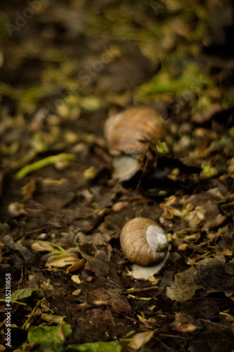 Duże ślimaki na leśnej ścieżce w wiosennej aurze.