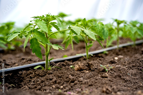 seedlings of cucumbers in a greenhouse on irrigation