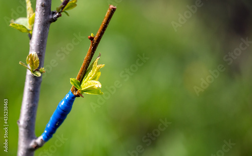 Close-up grafting on a fruit tree in spring.