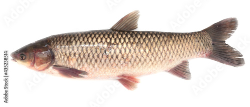 White carp fish isolated on white background.