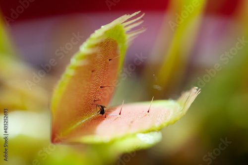 Venus Fly Trap with Insect (Unsprung)