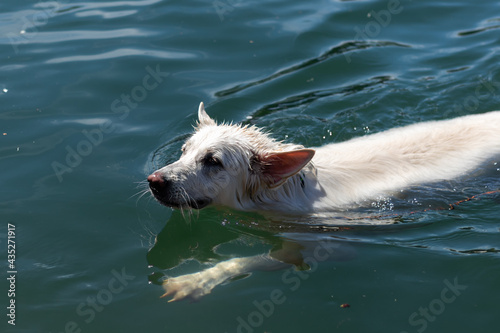 Pies pływa w wodzie, biały owczarek szwajcarski pływa