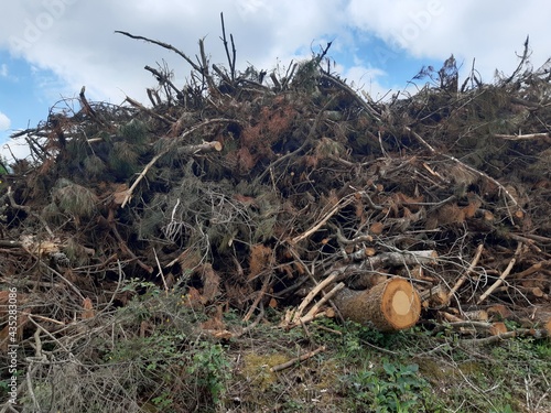 Ramas, maleza y desperdicios tras una deforestación en Galicia