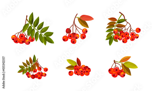 Rowan Branches with Berry Clusters and Pinnate Leaves Vector Set