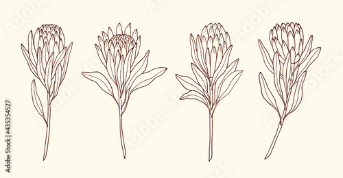 Set of hand drawn protea flowers