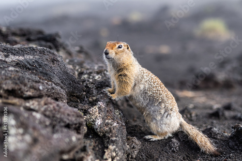 A charming ground squirrel looks into the camera, leaning on a hill. Gopher among the earthen soil.