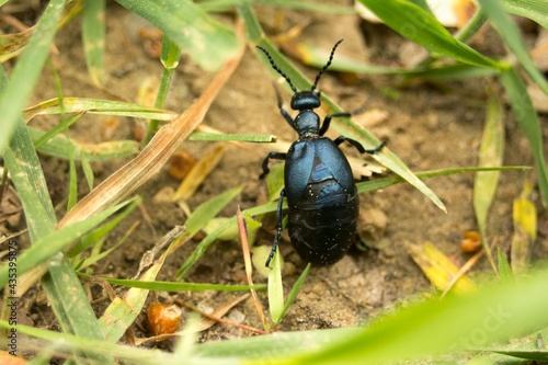 Meloe proscarabaeus , Oleica krówka poisonous beetle 