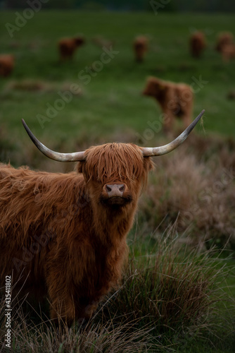 Bydło szkockie highland portret długie rogi