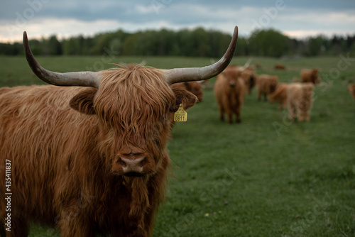 Bydło szkockie highland portet stado