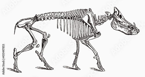 Skeleton of male wild boar in profile view, after antique engraving from the 19th century