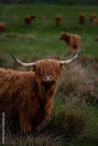 Szkocka krowa rasy highland bydło włochate