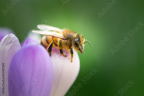 Honey bee pollinates saffron flower, on natural background