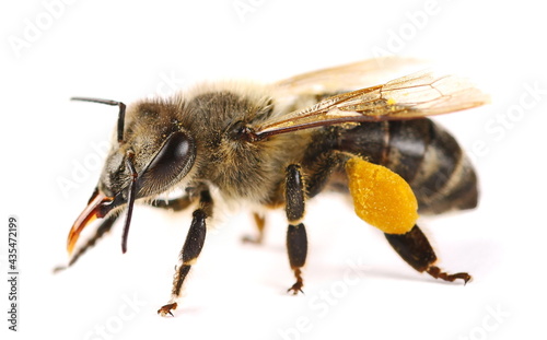 Honeybee with yellow pollen isolated on white background, top view