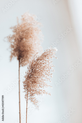 Dry pampas grass reeds on white background. Abstract natural background. Trendy home decor