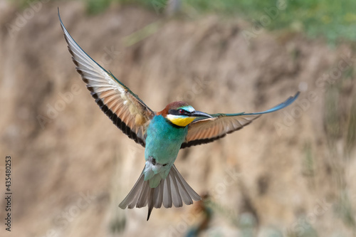 Colorful bee eater in flight Merops apiaster flying