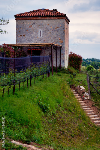 Springtime panorama of the vineyards in the hilly winery Region of Novarese (Piedmont, Northern Italy); this area is famous for its valuable red wines, like Ghemme and Gattinara (Nebbiolo grapes).