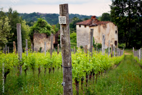 Springtime panorama of the vineyards in the hilly winery Region of Novarese (Piedmont, Northern Italy); this area is famous for its valuable red wines, like Ghemme and Gattinara (Nebbiolo grapes).