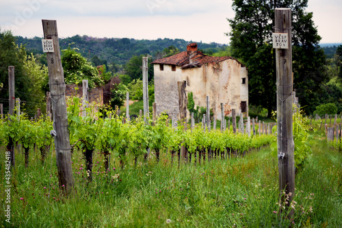 Springtime panorama of the vineyards in the hilly winery Region of Novarese (Piedmont, Northern Italy); this area is famous for its valuable red wines, like Ghemme and Gattinara (Nebbiolo grapes).