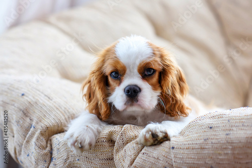 little puppy dog cavalier king charles spaniel sitting on a chair