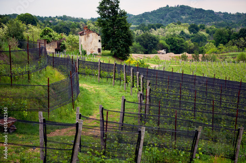 Springtime panorama of the vineyards in the hilly winery Region of Novarese (Piedmont, Northern Italy); this area is famous for its valuable red wines, like Ghemme and Gattinara (Nebbiolo grapes).