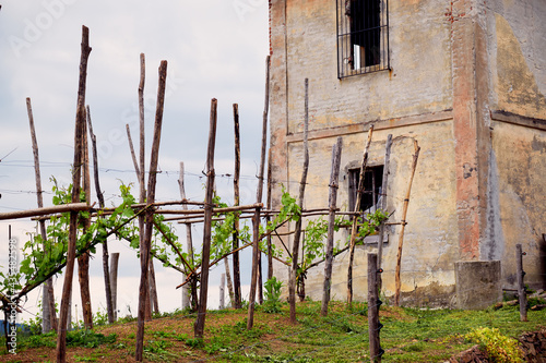 Springtime panorama of the vineyards in the hilly winery Region of Novarese (Piedmont, Northern Italy); this area is famous for its valuable red wines, like Ghemme and Gattinara (Nebbiolo grapes).