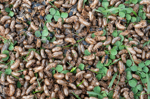 Brood X cicada emergence