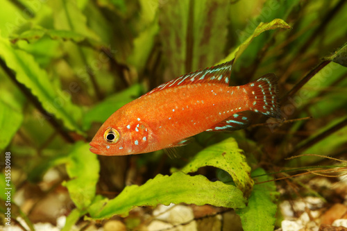 Hemichromis exsul