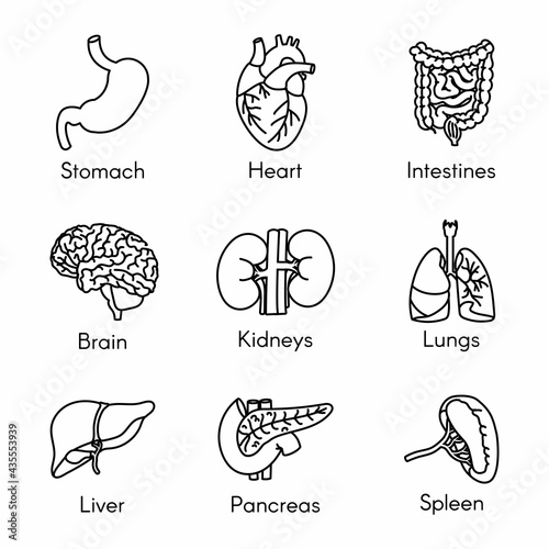Organs, anatomy flat line icons set. Human pancreas, stomach, brain, heart, bladder, intestines, kidneys, lungs, liver, spleen vector illustrations. Outline pictograms for medical clinic.