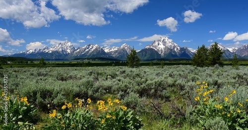 the magnificent peaks mount moran and the grand teton range with pretty yellow sunflowers in a field of sage brush in grand teton national park, wyoming