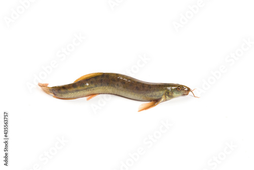 Fresh live loach isolated on white background