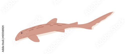 Small leopard shark or catshark with spotty back and long fin. Side view of underwater fish. Sea animal. Colored flat vector illustration isolated on white background