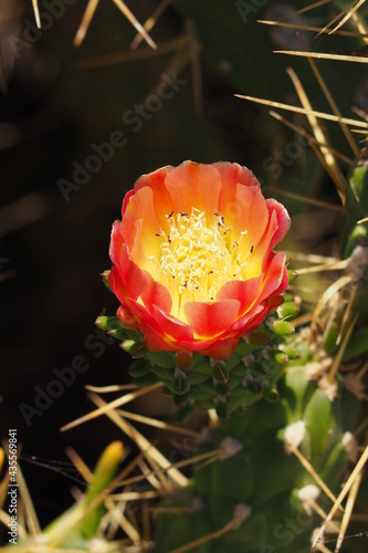 Żółtopomarańczowy kwiat kaktusa w makro zbliżeniu