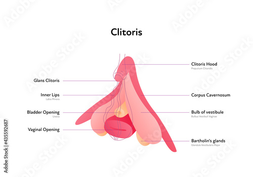 Reproductive system infographic poster. Vector flat medical illustration. Female clitoris anatomical scheme with text. Clitoris, bladder, vaginal opening, lips. Design for healthcare, gynecology.