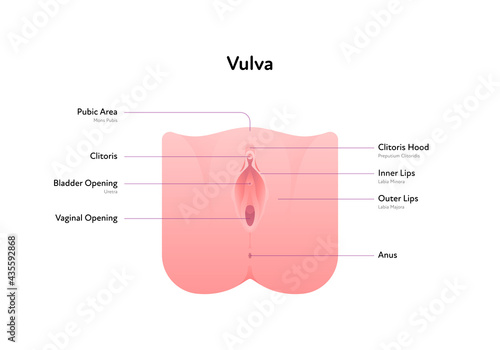 Reproductive system infographic poster. Vector flat medical illustration. Female vulva anatomical scheme with text. Clitoris, bladder, vaginal opening, anus, lips. Design for healthcare, gynecology.