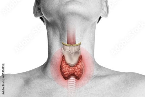 Human anatomy. Thyroid gland in human body on white. Thyroid control.